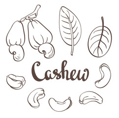 Cashew, kernels and leaves. Vector illustration