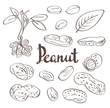 Peanuts, kernels and leaves. Vector illustration