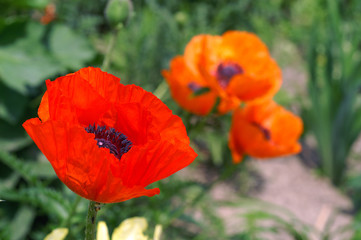 Fototapeta premium Papaver