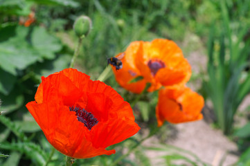 Fototapeta premium Papaver
