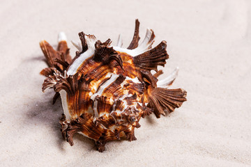 Obraz na płótnie Canvas Сolorful conch seashell on the white sand background