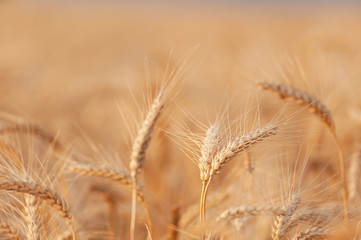 Fototapeta premium gotowy do zbioru złota kłosy pszenicy z bliska