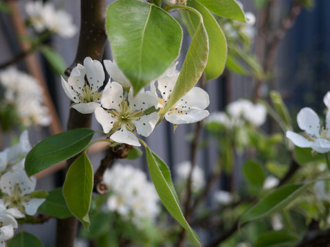 Perenbloesem aan perenboom