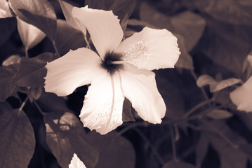 Fototapeta na wymiar Bright flower with leaves.