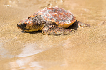 Turtle Baby on beach 