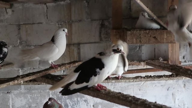 domestic pigeons in the dovecote on vacation sitting on the shelf