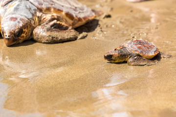Turtle Baby on beach 