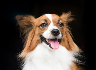 Young dog of breed Papillon standing on a black background