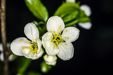 chery blossom