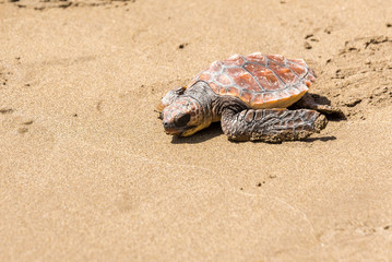 Turtle Baby on beach 