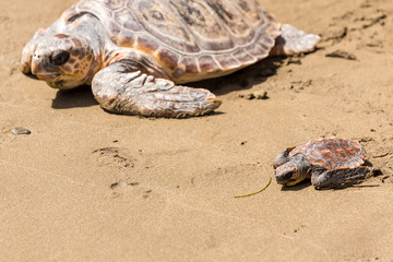 Obraz premium Turtle Baby on beach 