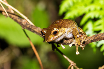 Obraz premium Rzekotka (prawdopodobnie Boophis madagascariensis) w nocy w Parku Narodowym Ranomafana na Madagaskarze