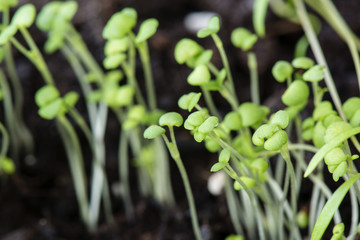 plantlets in crate