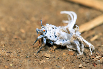 Flower bug (Flatida coccinea) in Anja reserve national park, Madagascar
