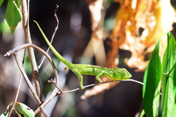 Beautiful camouflaged chameleon in Madagascar, presumably the Oustalet's or Malagasy giant chameleon (Furcifer oustaleti)