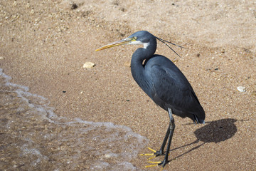 Beautiful ibis standing in water on the Red Sea