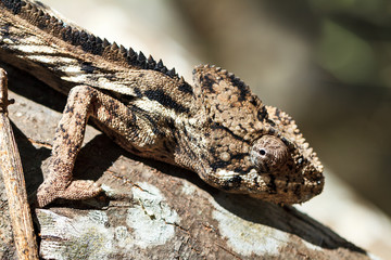 Beautiful camouflaged chameleon in Madagascar, presumably the Oustalet's or Malagasy giant chameleon (Furcifer oustaleti)