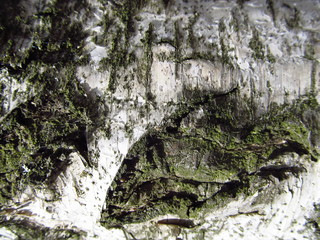 White and black bark of birch tree close-up