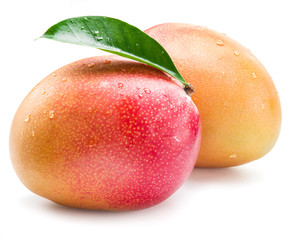 Mango fruits with water drops. Isolated on a white background.