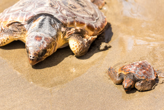 Turtle Baby on beach 
