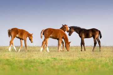 Naklejka na ściany i meble Foals on pasture grazing green grass