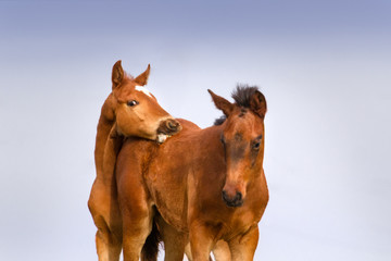 Fototapeta premium Two colt portrait 