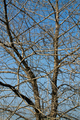 Dead tree on blue sky
