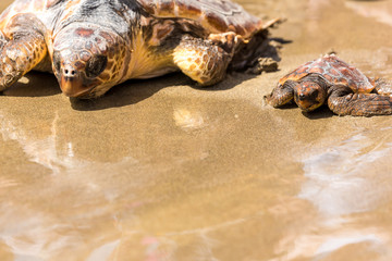 Naklejka premium Turtle Baby on beach 