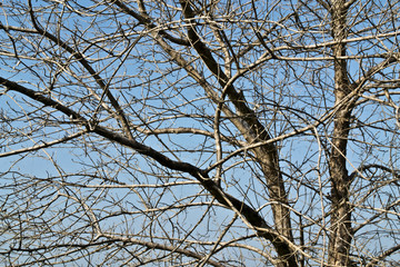 Dead tree on blue sky