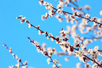 Blossoming Sakura