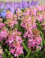 Pink and purple hyacinth. Springtime photo