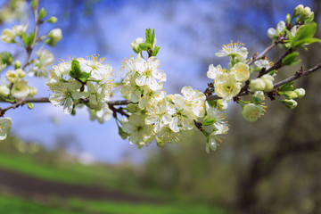 Blossoming Sakura