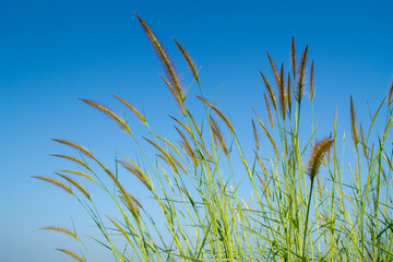 flower of grass on blue sky
