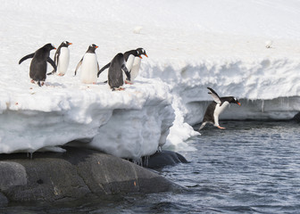 Gentoo Penguin  jump from the ice