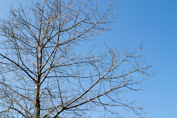 Fototapeta na wymiar Dead tree with blue sky