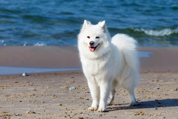 white Samoyed dog walks near the sea.