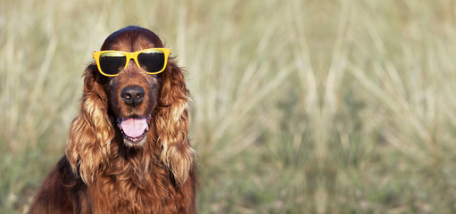 Website banner of a happy dog as smiling