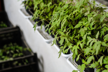 seedling tomato in small pots which stand in a row.