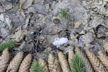cones on the forest floor