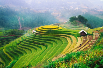Rice fields on terraced of Mu Cang Chai, YenBai, Vietnam. Rice fields prepare the harvest at Northwest Vietnam.Vietnam landscapes.
