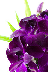 orchid on white background