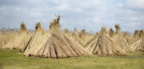 Natural building materials - reed piles in the field