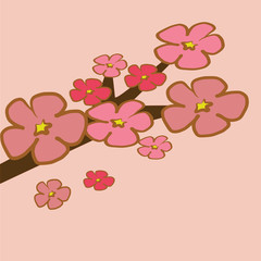 Cherry Blossom in spring tree branch illustration vector on pink background 