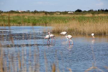 la Camargue