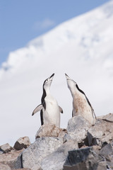 Chinstrap Penguin in Anatcrtica