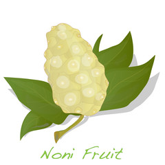 Noni vector isolated