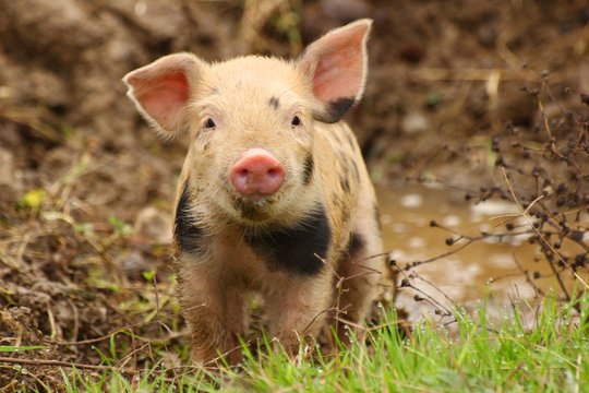 Cute piglet watching at camera