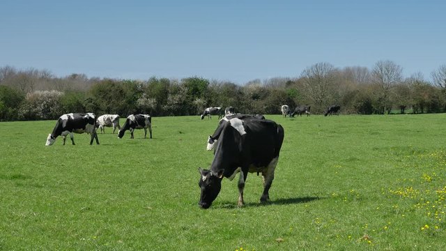 vaches en p&acirc;ture