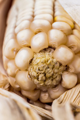 Ripe ears of corn isolated on a white background, closeup