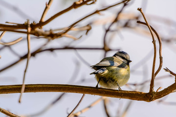 Blaumeise auf dem Ast